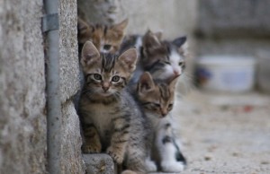 gatos-abandonados