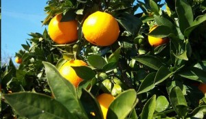 naranjas