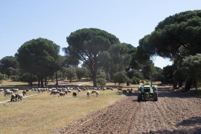El Patronato del Monte del Pilar acomete obras para prevenir incendios veraniegos El Patronato del Monte del Pilar acomete obras para prevenir incendios veraniegos