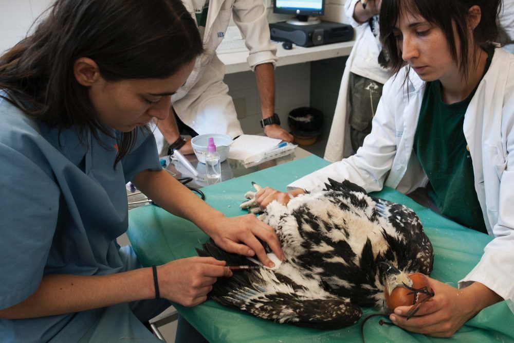 El hospital de fauna salvaje de Majadahonda atendió en 2017 a 3.500 animales y formó a 160 voluntarios