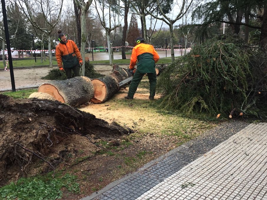 La incesante lluvia y viento en Majadahonda y Oeste de Madrid dejan varios árboles derribados