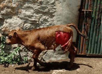 Los ganaderos critican a GREFA Majadahonda por negar que «el 99,99% del sector sufre ataques de lobos»