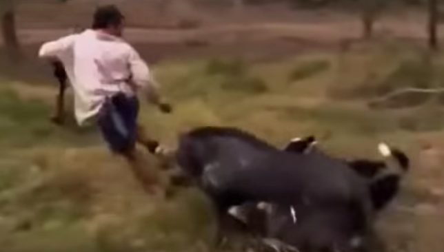 «Machos grandes y agresivos» de jabalíes embisten a guardias de seguridad en el Pinar del Plantío (Majadahonda)