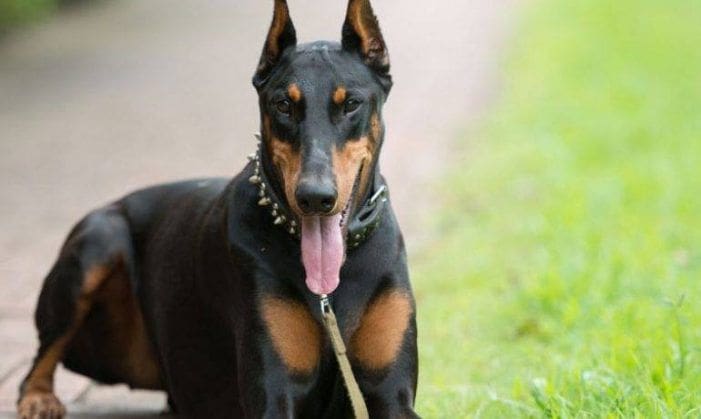 El Ayuntamiento de Majadahonda prohíbe “razas peligrosas” de perros que permite Las Rozas El Ayuntamiento de Majadahonda prohíbe “razas peligrosas” de perros que permite Las Rozas