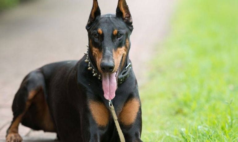 El Ayuntamiento de Majadahonda prohíbe “razas peligrosas” de perros que permite Las Rozas