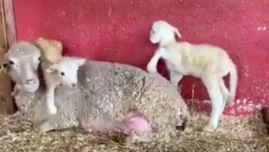 La oveja «Alana» atropellada en Majadahonda «tuvo dos bebes preciosos, un niño y una niña» (Santuario Vegan)
