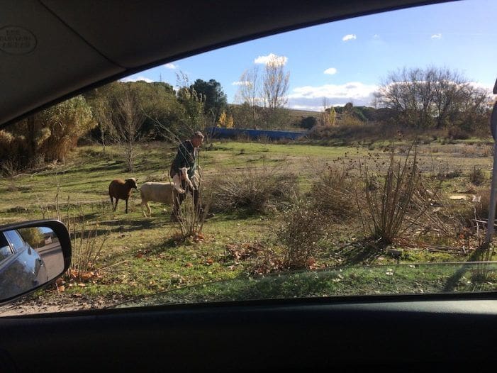 Dos atropellos de ovejas fuerzan la “incautación” del rebaño del pastor en Majadahonda Dos atropellos de ovejas fuerzan la “incautación” del rebaño del pastor en Majadahonda