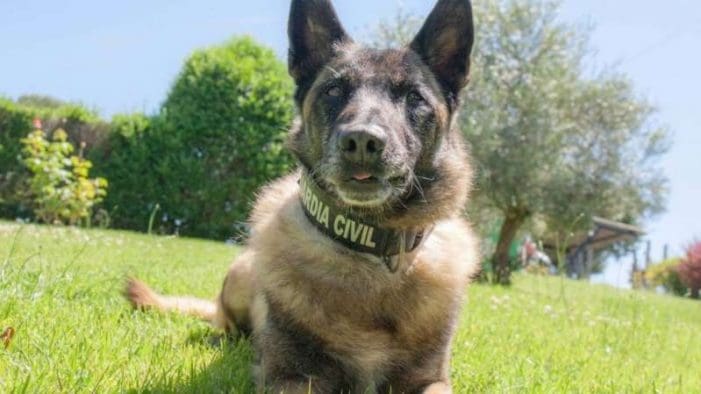El perro policía Elton que descubrió al “descuartizador de Majadahonda” se jubila El perro policía Elton que descubrió al “descuartizador de Majadahonda” se jubila