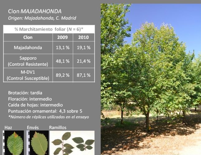 Alertan la caída de árboles podridos en La Granadilla: proponen plantar «Olmos Majadahonda»