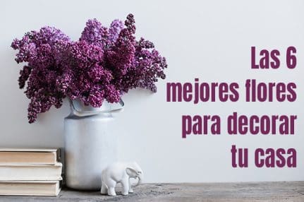 Los consejos de «Lola Flora.com»: las 6 mejores flores para decorar tu casa