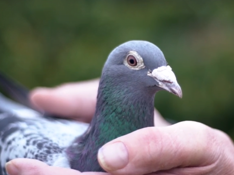 El Ayuntamiento de Boadilla captura 65 palomas y las entrega vivas a Grefa Majadahonda