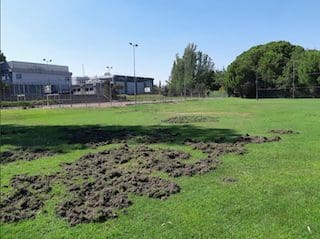 Varios vecinos de Majadahonda muestran su «pánico» a los jabalíes en Antena 3 TV: vuelven a Mapfre y Monte del Pilar