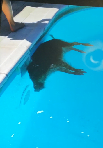 Aparece un jabalí muerto en una piscina tras los destrozos de una jauría en Majadahonda