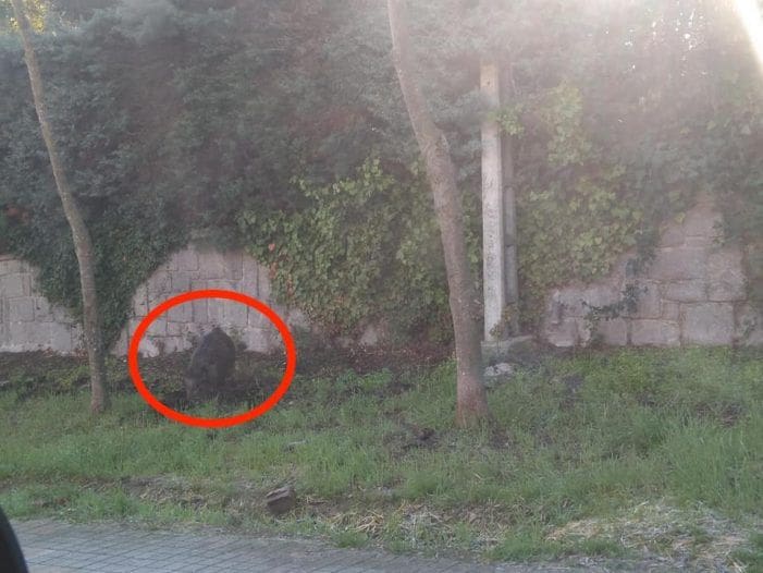 Los jabalíes vuelven al Parque Majalacabra por Año Nuevo: Zona Oeste Madrid pide más permisos de caza Los jabalíes vuelven al Parque Majalacabra por Año Nuevo: Zona Oeste Madrid pide más permisos de caza