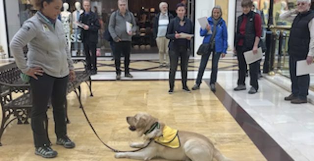 «Perros guía» para ciegos de todo el mundo se reunen en Majadahonda para mejorar la calidad genética del futuro