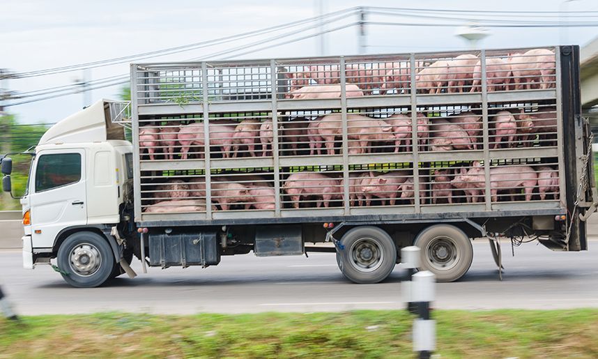 170 cerdos «estresados» descontrolan un camión en Las Rozas (A-6) y provocan un choque con un herido grave y 6 coches afectados