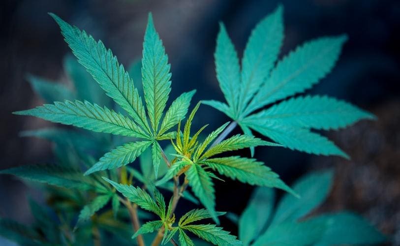 El auge de los «grow shop»