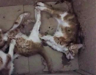 «Vuelve a actuar el desaprensivo que envenena a los gatos del Pinar del Plantío (Majadahonda)»