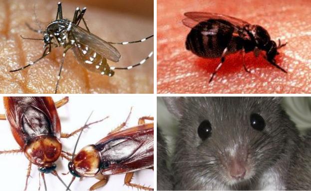 Plaga veraniega de ratas, cucarachas y avispas en Majadahonda: “miedo y repugnancia”
