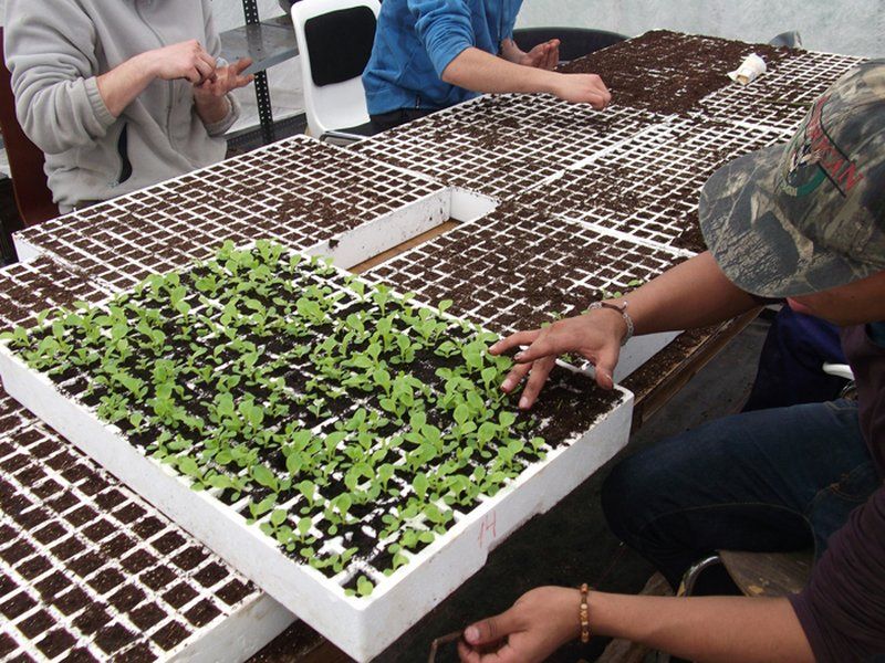Los socialistas proponen un módulo de Agrojardinería para aprovechar 7.000 m2 del vivero municipal en «semiabandono»