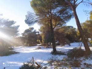 Arboles y ramas caídas en el Monte del Pilar