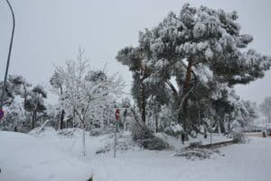 Arboles y ramas caídas en el Monte del Pilar