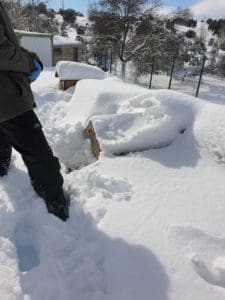 animales en la nieve