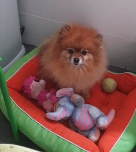 la mascota "Gucci" (Antonio Machado)