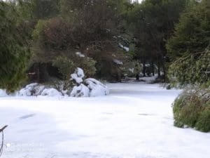 Arboles y ramas caídas en el Monte del Pilar