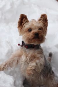 Muere otra mascota envenenada en el Parque de la Laguna