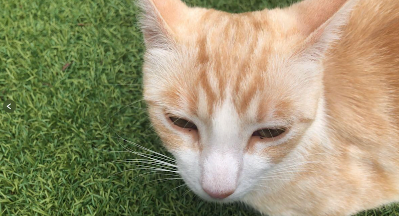 El “envenenador de Majadahonda” vuelve a actuar: el gato “Chispa” aparece muerto junto al Bousoño