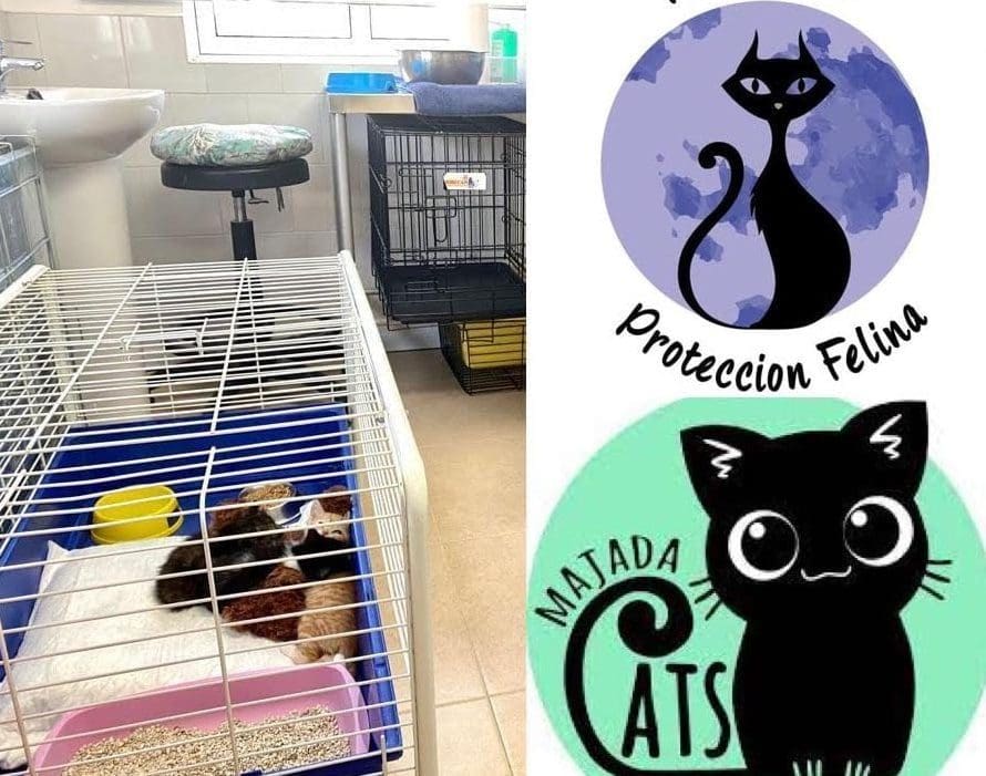Acusan al alcalde de Majadahonda de «hacerse la foto» para ocultar el trabajo solidario de los voluntarios: más de 60 comentarios