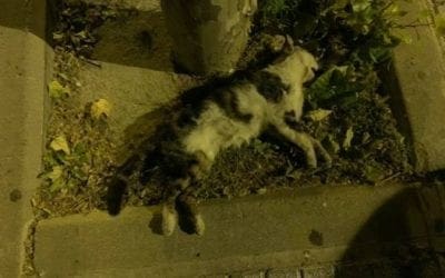 Nuevo atropello de una mascota en Majadahonda tras incumplir la limitación de velocidad a 30 km/h