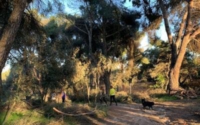 Una vecina de Majadahonda denuncia riesgo de incendio en el Monte del Pilar por el «efecto lupa»