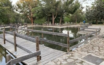 Los vecinos de Majadahonda preguntan: lago pestilente en Cerro del Aire, laurel contaminado en San Isidro, destrozos en Parque Granadilla