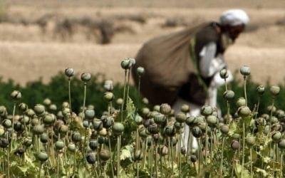 Lecturas de Verano (Majadahonda 2021): «Amapolas y otros crímenes» por Begoña Delclaux (II)