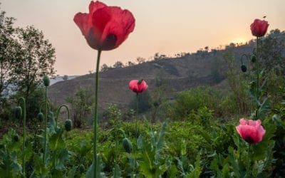Lecturas de Verano (Majadahonda 2021): «Amapolas y otros crímenes» por Begoña Delclaux (I)