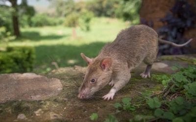 El calor aflora una plaga de ratas en Majadahonda: Plaza de Colón, Gran Vía, Punto Limpio y Bulevar Cervantes