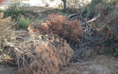 «Vecinos por Majadahonda» valora el tanatorio de Roza Martín, el cierre del dentista municipal y el abandono del Monte del Pilar