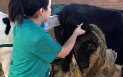 Los veterinarios piden equiparar su riesgo al de los toreros y apoyan la creación del laboratorio en Majadahonda