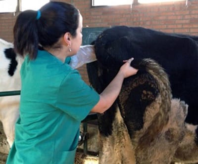 Los veterinarios piden equiparar su riesgo al de los toreros y apoyan la creación del laboratorio en Majadahonda