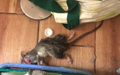 Las ratas reaparecen en las viviendas municipales propiedad del Ayuntamiento de Majadahonda