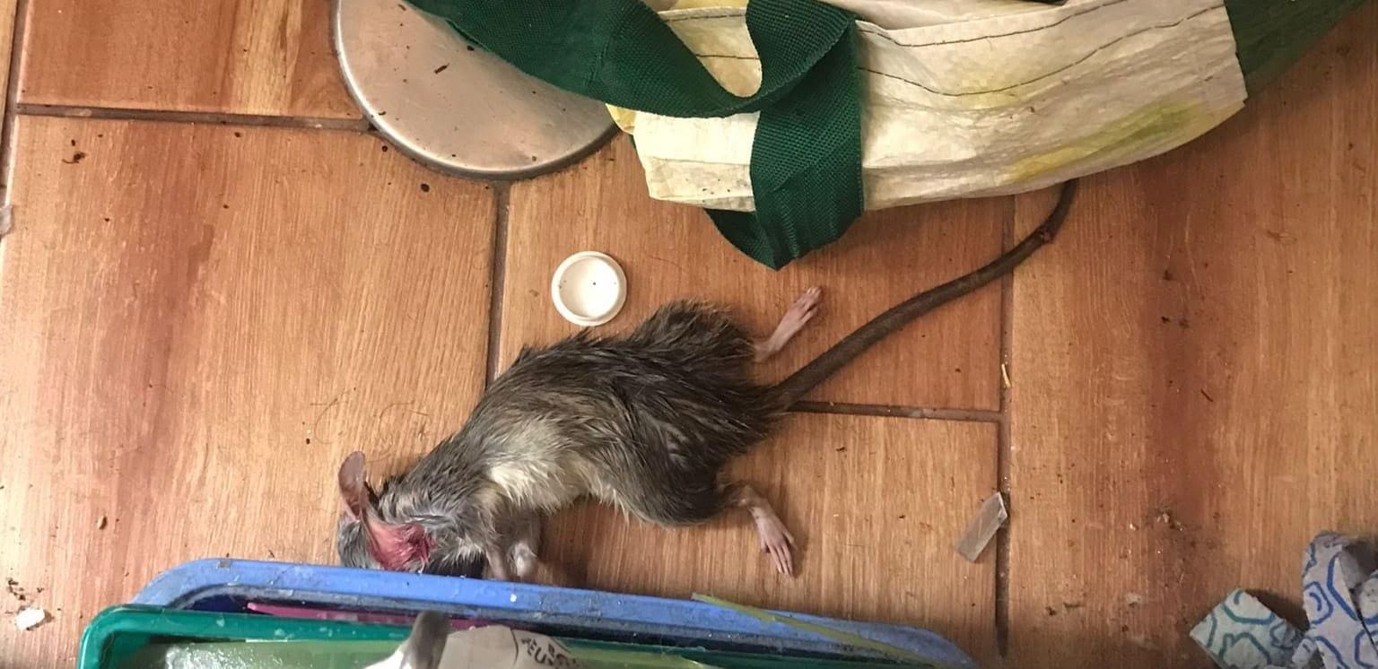Las ratas reaparecen en las viviendas municipales propiedad del Ayuntamiento de Majadahonda