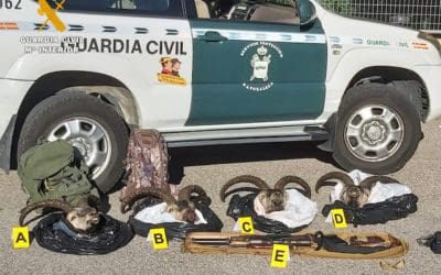 Los dos detenidos en la Sierra de Guadarrama por matar cabras montesas eran cazadores de Baena (Córdoba) y Sevilla