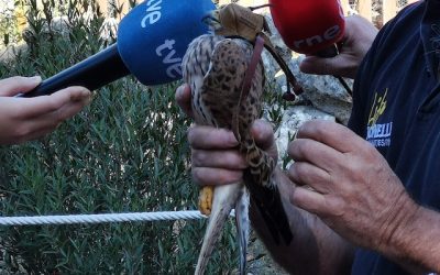 Visita a GREFA en Majadahonda: «autopsia» a una tortuga, la sangre de un zorro, un buitre «hospitalizado» y el «alta» de un cernícalo