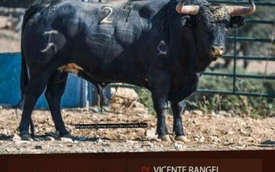 Los recortadores taurinos Vicente Rangel y Jorge Santos (Majadahonda), a la final del Trofeo Esteban Ferre