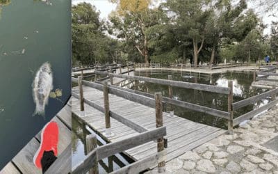Aparecen peces muertos en el estanque del parque Cerro del Aire (Majadahonda) a pesar del aviso de los vecinos al Ayuntamiento