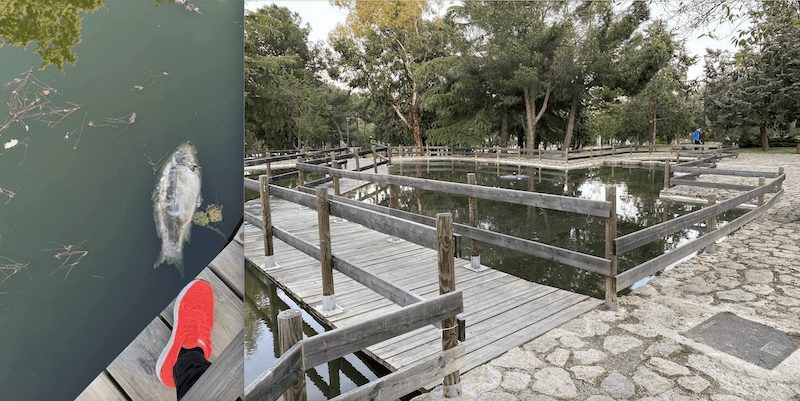 Aparecen peces muertos en el estanque del parque Cerro del Aire (Majadahonda) a pesar del aviso de los vecinos al Ayuntamiento