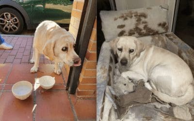 Majadahonda: encuentran un perro ciego extraviado, otro perdido y a una mascota atropellada en la carretera de Ocaña