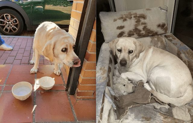 Majadahonda: encuentran un perro ciego extraviado, otro perdido y a una mascota atropellada en la carretera de Ocaña